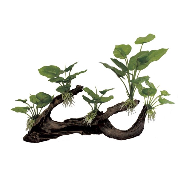 Декоративная композиция "Мангровая коряга с анубиасом" M5, 39,5x11x26 см