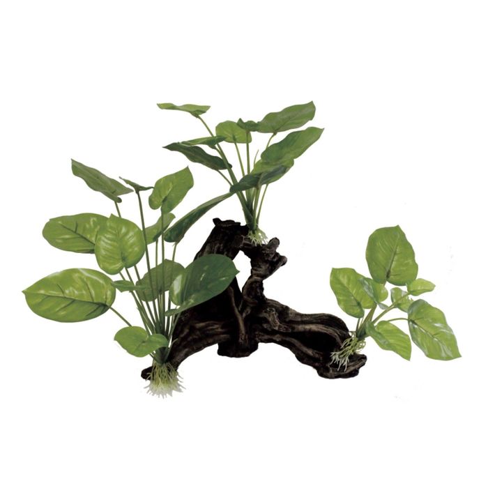 Декоративная композиция "Мангровая коряга с анубиасом" S2, 20x8x24 см