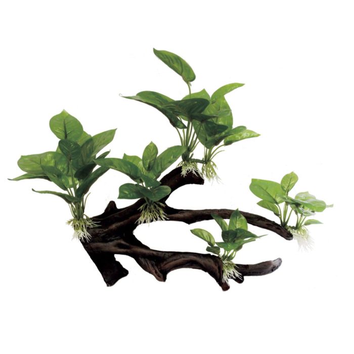 Декоративная композиция "Мангровая коряга с анубиасом" M3, 38,5x15x28 см