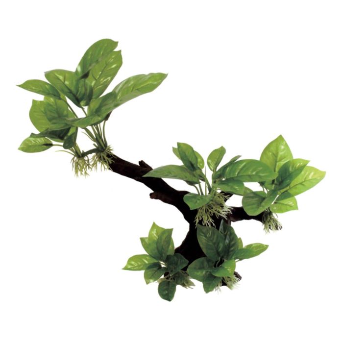 Декоративная композиция "Ветвистая коряга с анубиасом" M1, 31x12x30 см