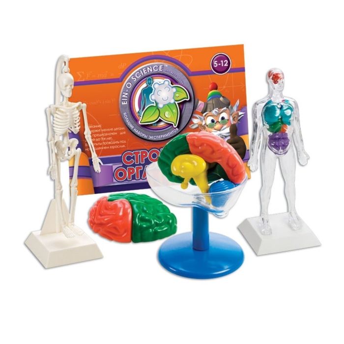 Набор для опытов "Строение организма" E2594N