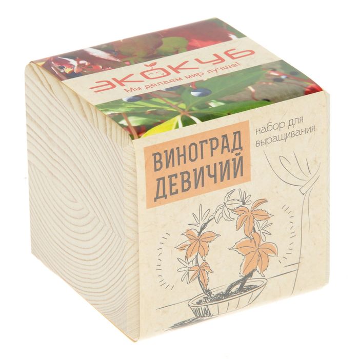 Растущая травка "Экокуб "Виноград девичий"