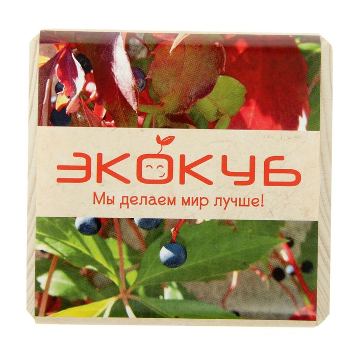 Растущая травка "Экокуб "Виноград девичий"