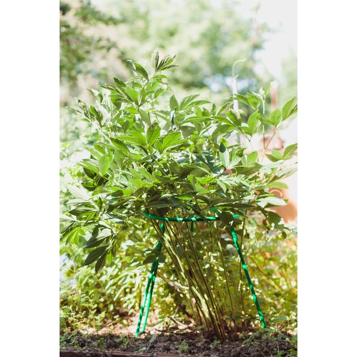 Кустодержатель, d=35 см, h=60 см, ножка d=1 см, металл, набор 6 шт., зелёный