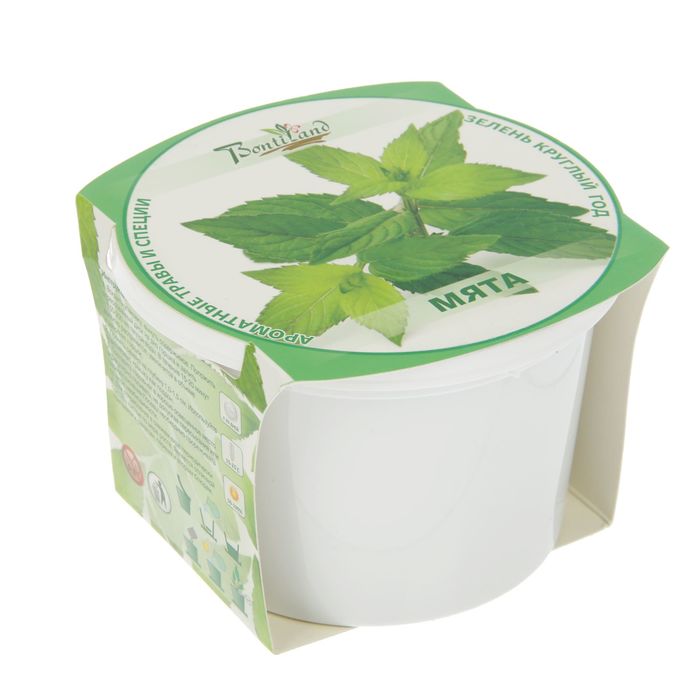 Набор для выращивания "Зелень круглый год" Мята