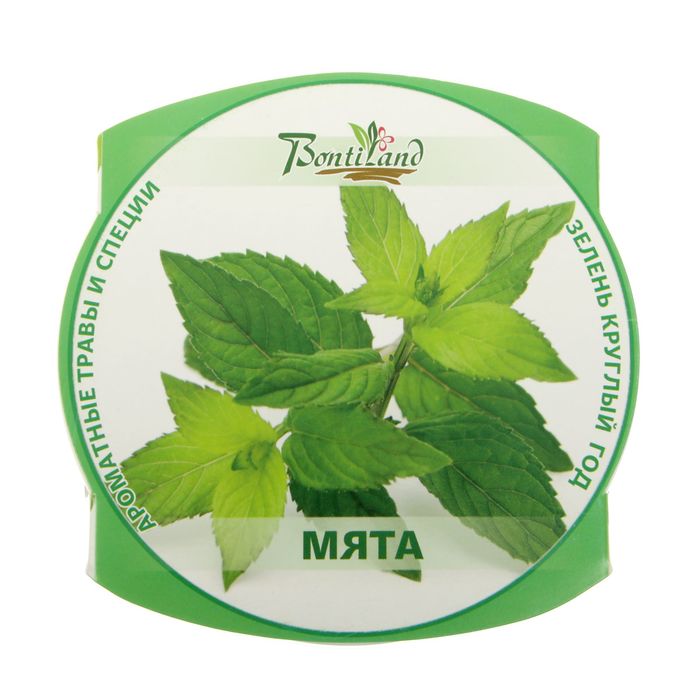 Набор для выращивания "Зелень круглый год" Мята