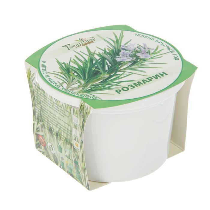 Набор для выращивания "Зелень круглый год" Розмарин