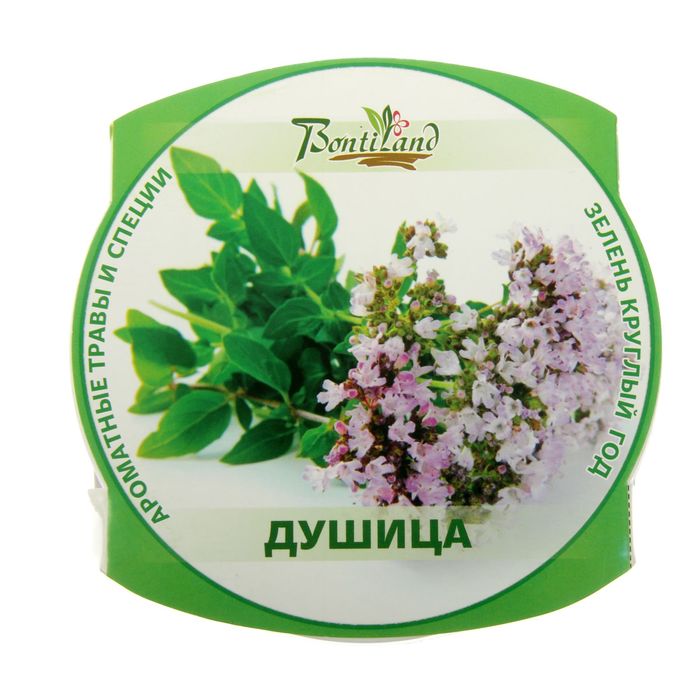 Набор для выращивания "Зелень круглый год" Душица