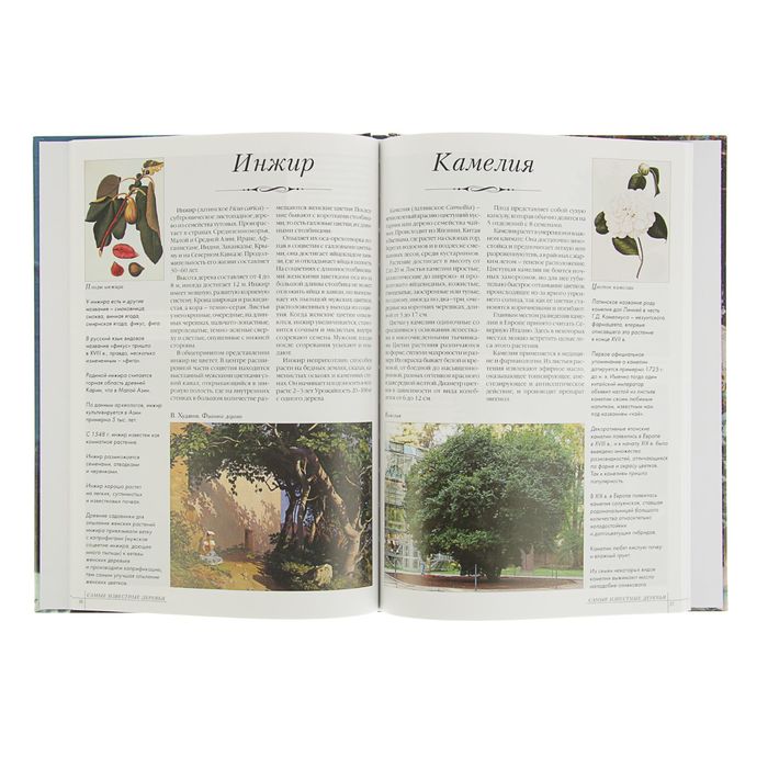 Самые знаменитые «Самые известные деревья»