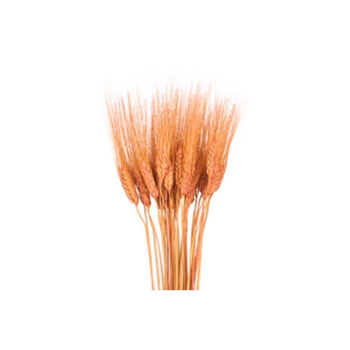 Трава сухоцвет, пшеница, розовая 100 г