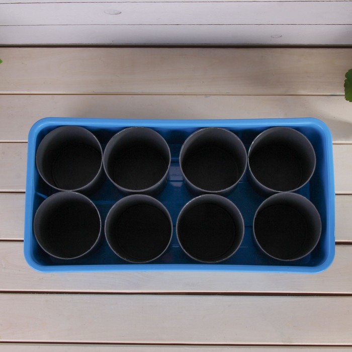 Набор для рассады: стаканы - 8 шт. по 400 мл, поддон 40 х 20 см, чёрно-голубой