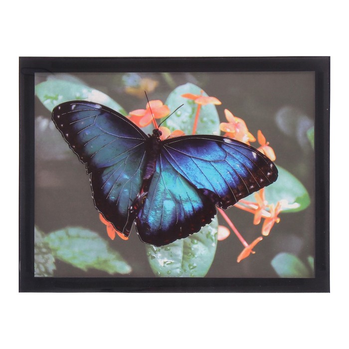 Наклейка интерьерная пластик картина "Бабочка" 40,5х34,5 см