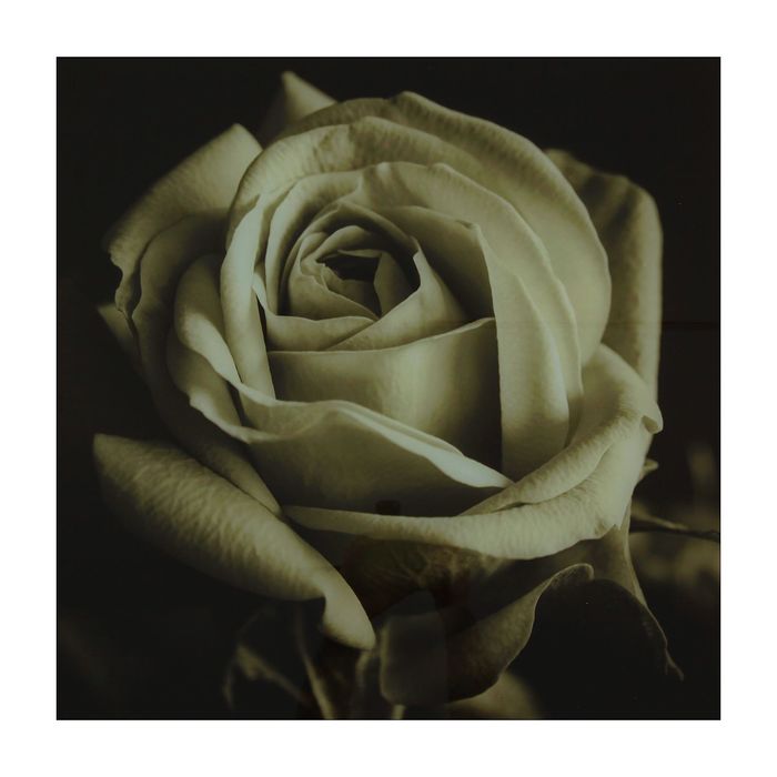 Картина на стекле "Роза"