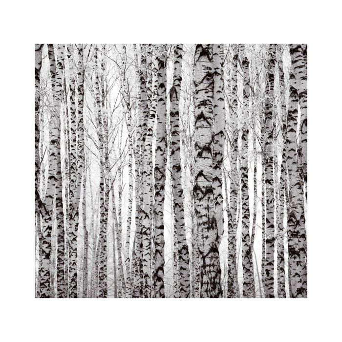 Фотообои "Белые березы" 31-0414-PB (из 3-х листов), 3,00х2,8 м