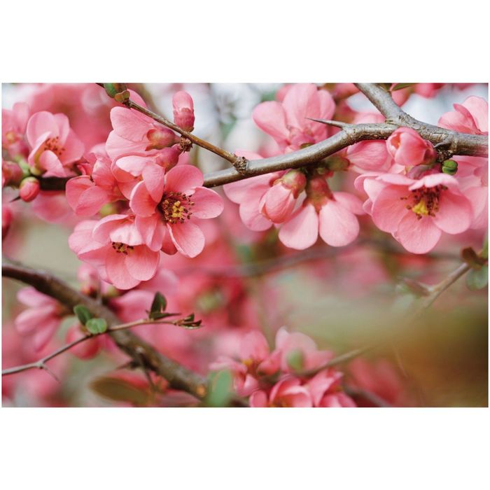 Фотообои "Весенний аромат" 32-0001-FR (из 3-х листов), 3,00х2,00 м