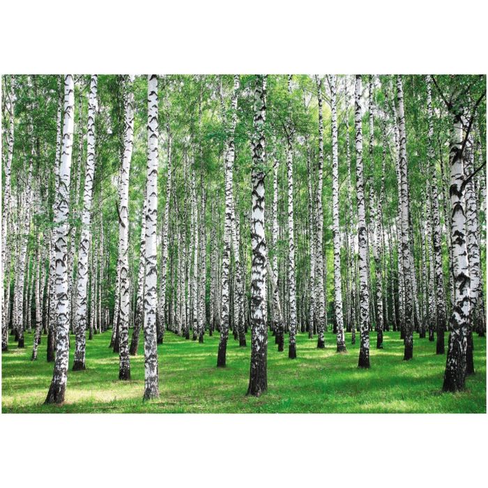 Фотообои "Роща" 41-0259-PG (из 4-х листов), 4,00х2,8 м