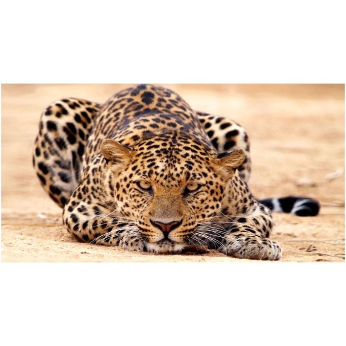 Фотообои "Дикая кошка" 13-0311-NE, 1,30х2,5 м