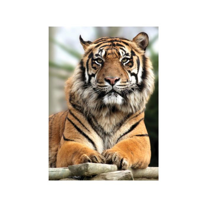 Фотообои "Гордый тигр" 21-0213-NY (из 2-х листов), 2,00х2,8 м