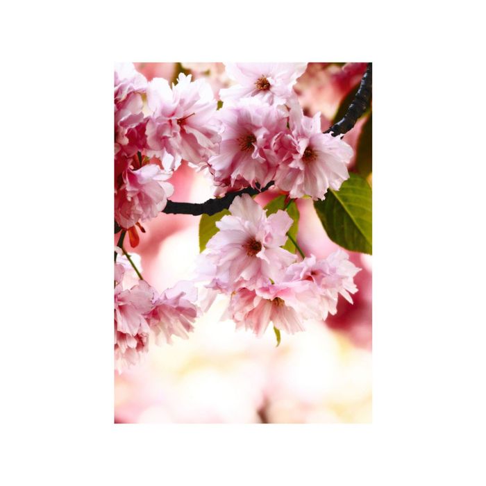 Фотообои "Цветущая сакура" 21-0057-FR (из 2-х листов), 2,00х2,8 м