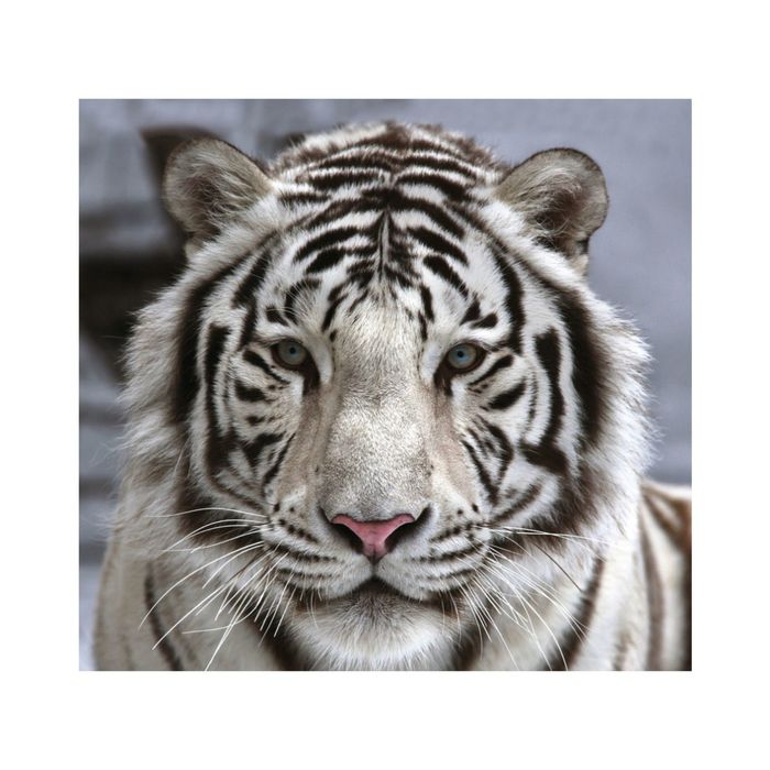 Фотообои "Белый тигр" 31-0006-NB (из 3-х листов), 3,00х2,8 м