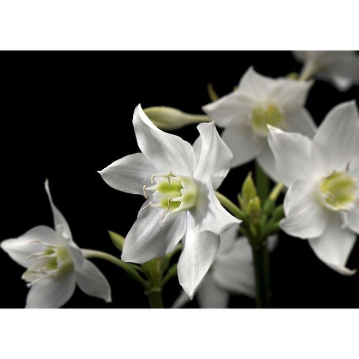 Фотообои Komar 4-259 Нарцисс  2,54x1,84 м (состоит из 4 частей)