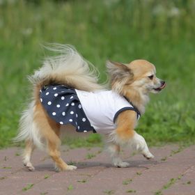 Платье OSSO для собак «Маленькая кокетка», размер 22, микс цветов Ош
