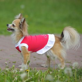 Платье OSSO для собак «Красотка», размер 25, микс цветов Ош