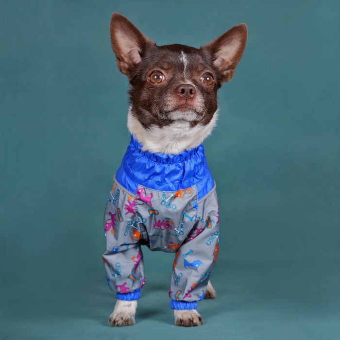 Комбинезон OSSO, кобель, 60-1 (ДС 60см, ОГ 68-92см, ОШ 52-62см, ОТ 58-78см), микс