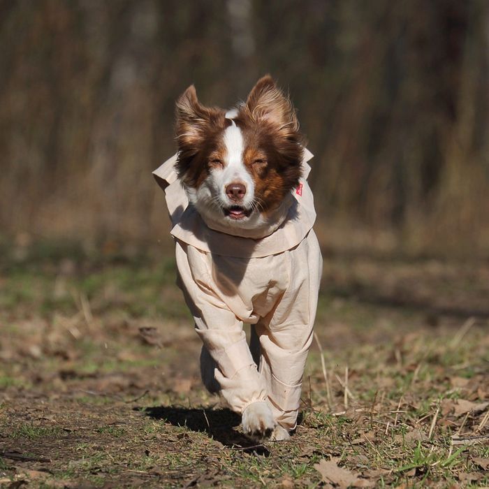 Комбинезон с ловушками от клещей OSSO, сука, 32 (ДС 32 см), хлопок