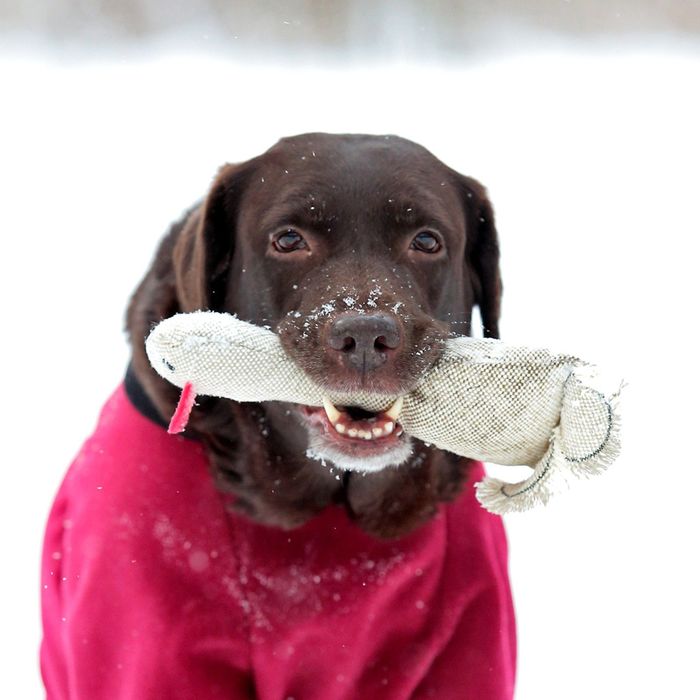 Комбинезон из флиса OSSO, кобель, 32 (ДС 32 см), микс цветов