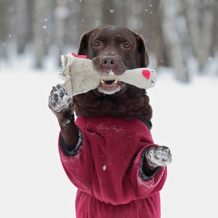 Комбинезон из флиса OSSO, сука, 45 (ДС 45 см), микс цветов