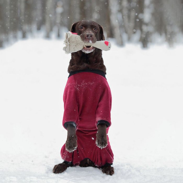 Комбинезон из флиса OSSO, сука, 45 (ДС 45 см), микс цветов