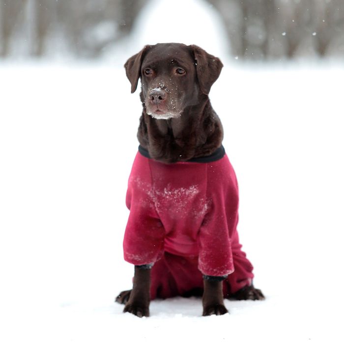 Комбинезон из флиса OSSO, сука, 45 (ДС 45 см), микс цветов