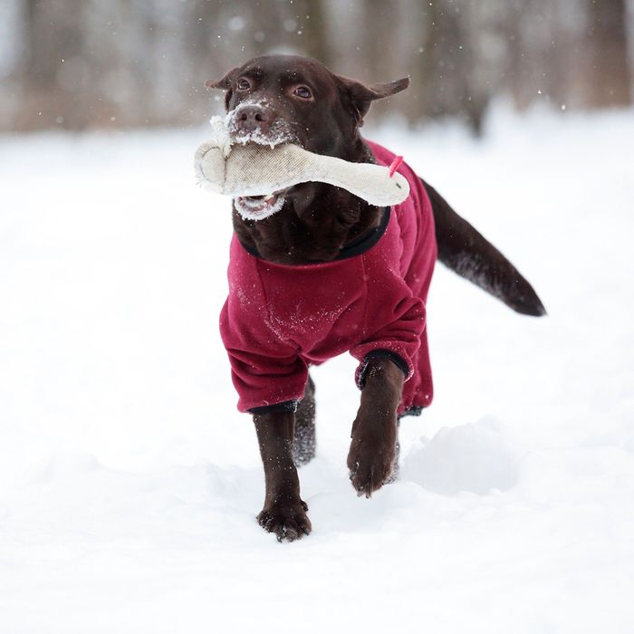 Комбинезон из флиса OSSO, кобель, 45 (ДС 45 см), микс цветов