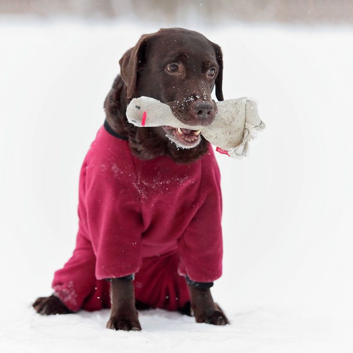 Комбинезон из флиса OSSO, сука, 70 (ДС 70 см), микс цветов