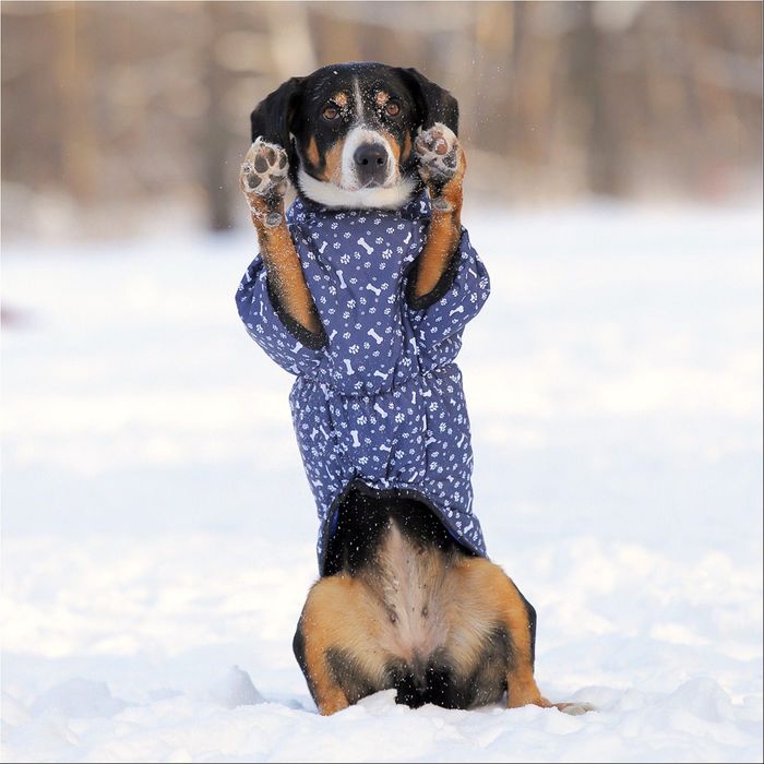 Жилет утепленный OSSO, 30 (ДС 30, ОГ 42-46 см, ОШ 32 см), микс