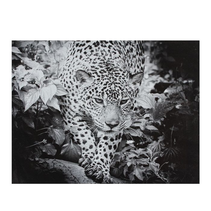 Картина на подрамнике "Чёрно-белый леопард"