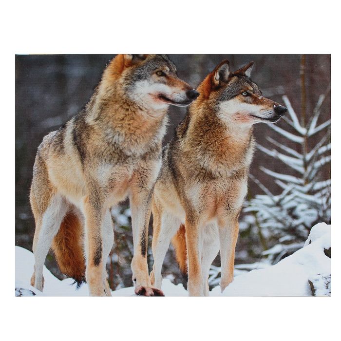 Картина на подрамнике "Волчья пара"