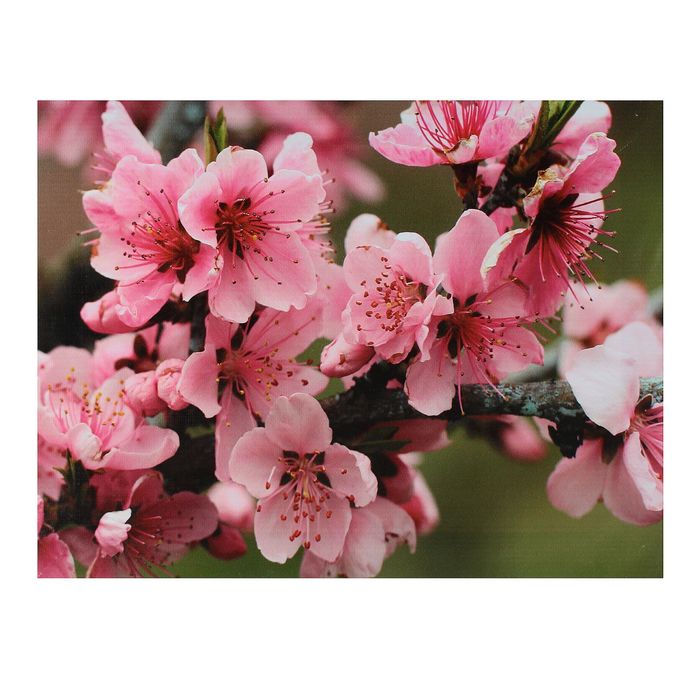 Картина на подрамнике "Ветка сакуры"