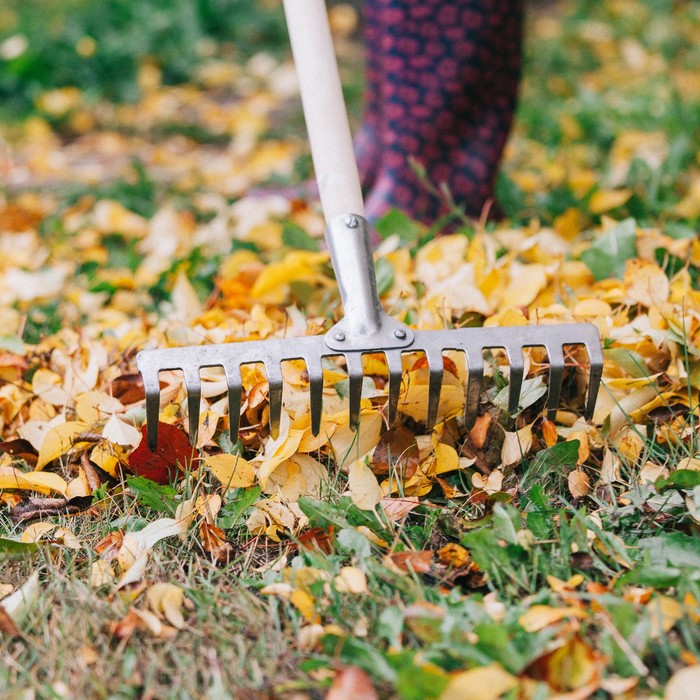 Грабли прямые, прямой зубец, 10 зубцов, нержавейка, деревянный черенок