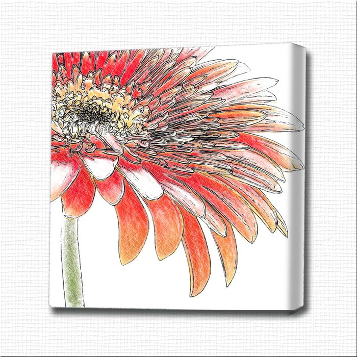 Картина-раскраска "Скромная гербера"