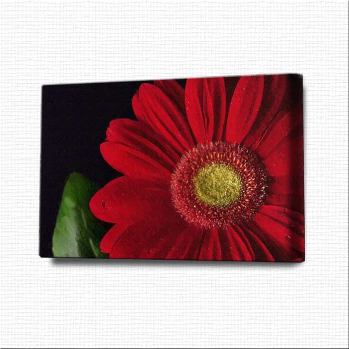 Картина-раскраска "Гербера"