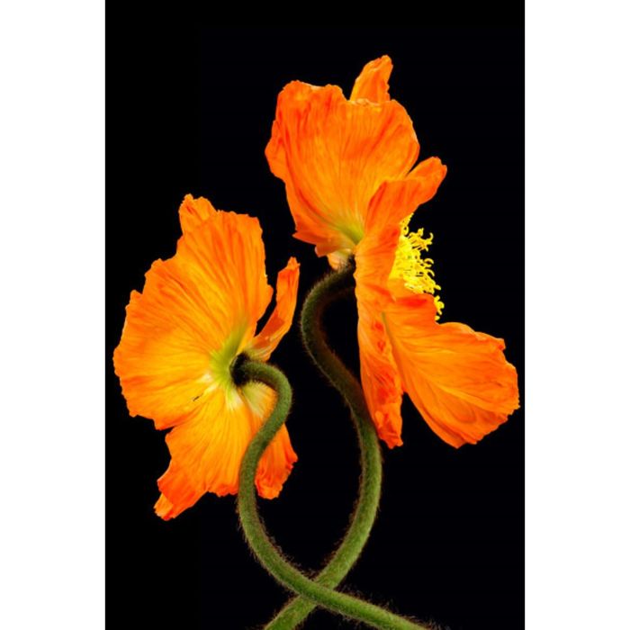 Картина на подрамнике "Аллегро"