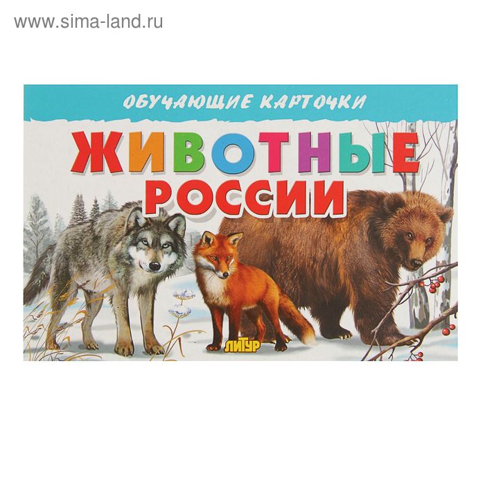Обучающие карточки «Животные России», 16 карточек