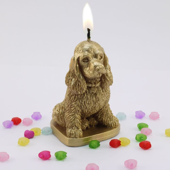 Собачка со свечкой. Можно ли собаке свечку. Можно ли собаке свечку. Свечи антибактериальные для собак. Собака candle.