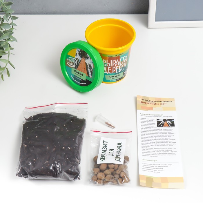 Набор для выращивания растений "Вырасти, Дерево! Секвойя"
