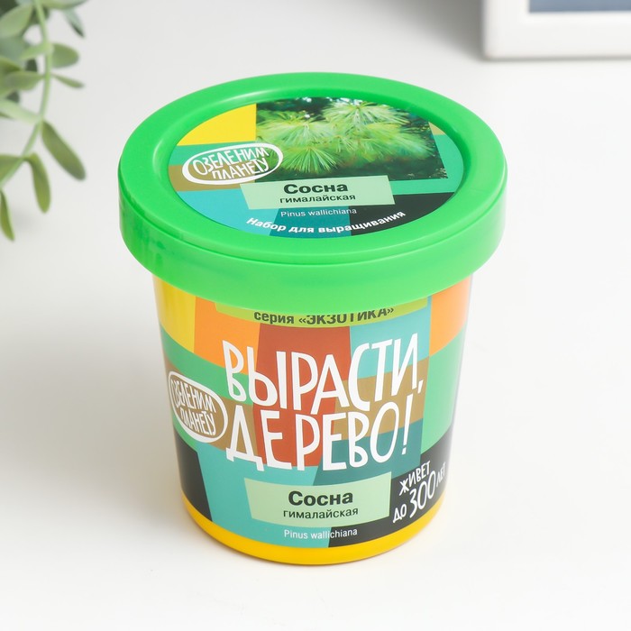 Набор для выращивания растений "Вырасти, Дерево! Сосна гималайская"