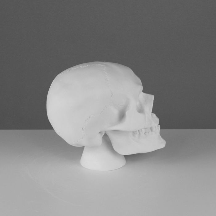 Гипсовая фигура Череп анатомический 20*13*16 см 10-101