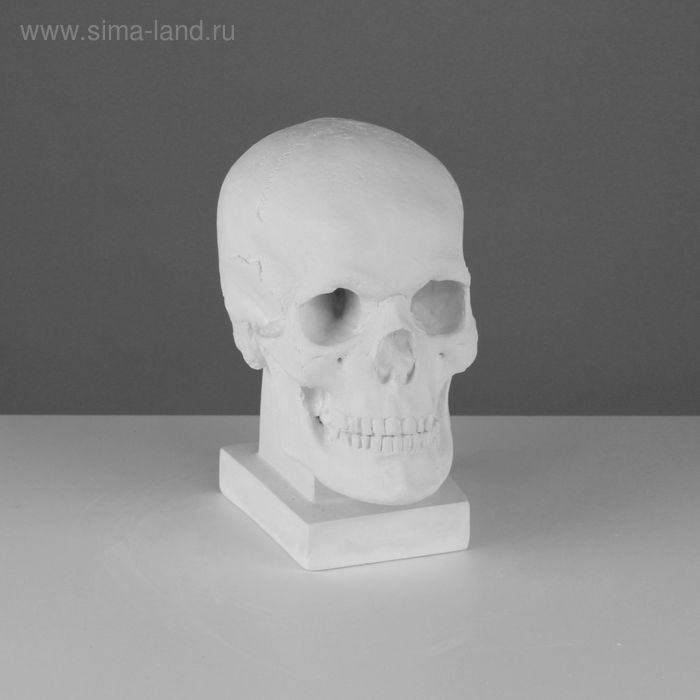 

Гипсовая фигура анатомическая: ЧЕРЕП (слепок с натурального), 19 х 14 х 25 см