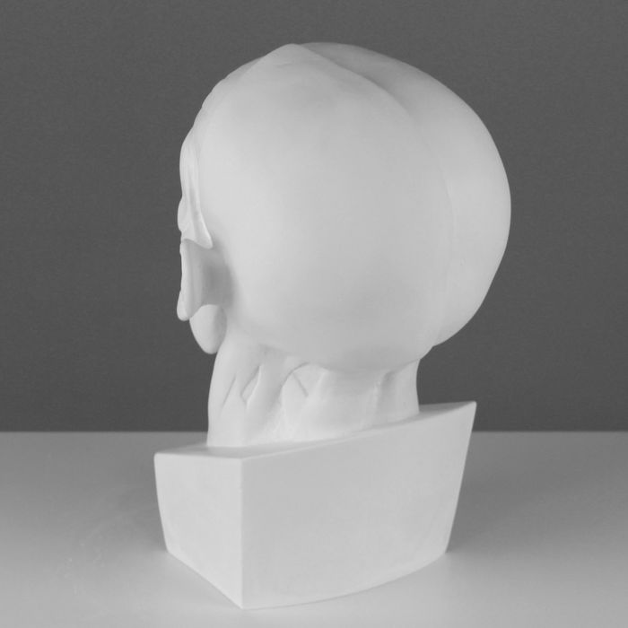 Гипсовая фигура Голова Мюнхенская (анатомическая) 24*20*33 см 10-119